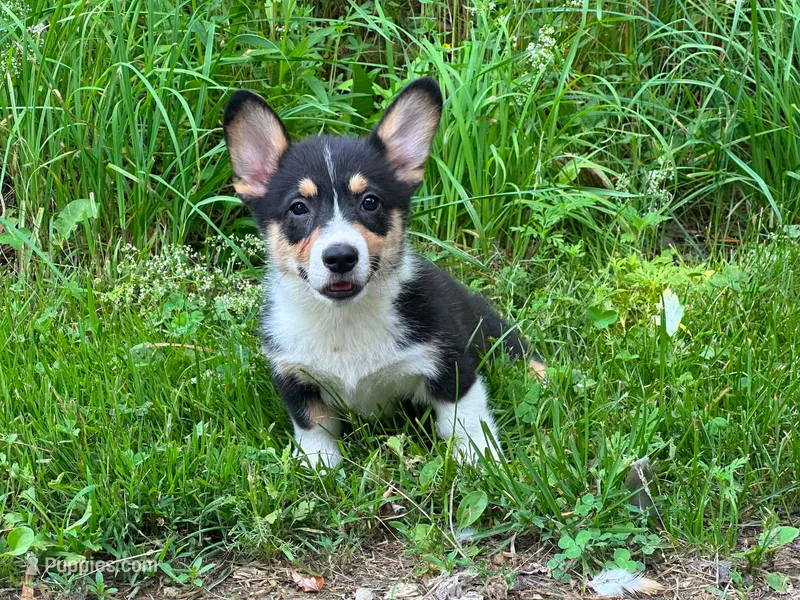 Ruger – Pembroke Welsh Corgi puppy for sale in South China, ME