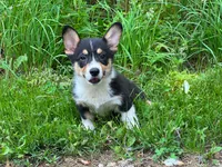 Ruger, a male Pembroke Welsh Corgi for sale in South China, ME – 1 of 2