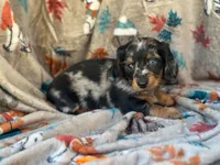Teddy, a male Miniature Dachshund for sale in South China, ME – 7 of 10