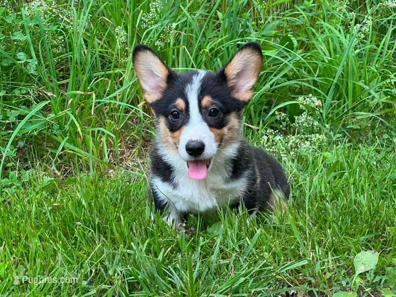 Wesson – Pembroke Welsh Corgi puppy for sale in South China, ME
