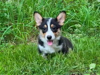 Wesson, a male Pembroke Welsh Corgi for sale in South China, ME – 1 of 1
