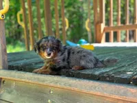 Jax, a male Pomeranian and Miniature Goldendoodle for sale in South China, ME – 2 of 2