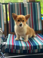 Maggie, a female Pembroke Welsh Corgi for sale in South China, ME – 2 of 3