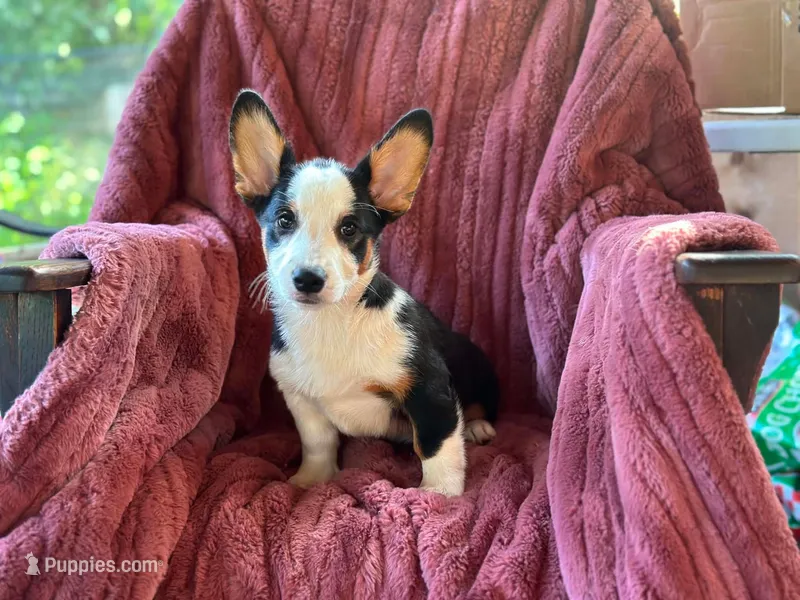 Cowboy – Pembroke Welsh Corgi puppy for sale in South China, ME