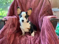 Cowboy, a male Pembroke Welsh Corgi for sale in South China, ME – 1 of 1