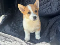 Max, a male Pembroke Welsh Corgi for sale in Fairfield, ME – Photo 2 of 3