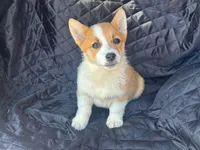 Max, a male Pembroke Welsh Corgi for sale in Fairfield, ME – Photo 3 of 3