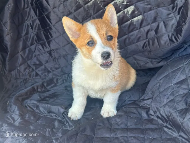 Max – Pembroke Welsh Corgi puppy for sale in Fairfield, ME
