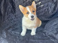 Max, a male Pembroke Welsh Corgi for sale in Fairfield, ME – Photo 1 of 3