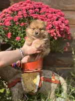 Teddy, a male Pomeranian for sale in South China, ME – 3 of 3