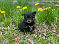 Posey, a female Pomeranian and Miniature Goldendoodle for sale in Fairfield, ME – 2 of 5