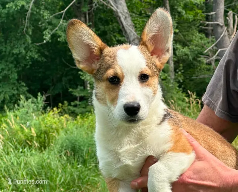 Wrangler  – Pembroke Welsh Corgi puppy for sale in South China, ME