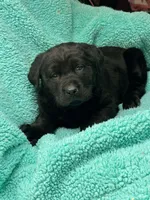 Cleo, a female Newfoundland and Rottweiler for sale in Winslow, ME – Photo 5 of 5