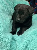 Cleo, a female Newfoundland and Rottweiler for sale in Winslow, ME – Photo 2 of 5