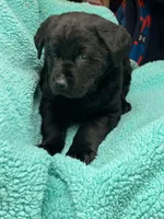 Cleo, a female Newfoundland and Rottweiler for sale in Winslow, ME – Photo 4 of 5