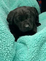 Cleo, a female Newfoundland and Rottweiler for sale in Winslow, ME – Photo 3 of 5