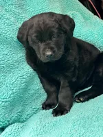 Beauty, a female Newfoundland and Rottweiler for sale in Winslow, ME – Photo 5 of 10