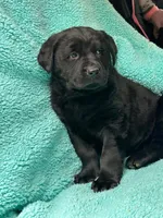 Beauty, a female Newfoundland and Rottweiler for sale in Winslow, ME – Photo 4 of 10