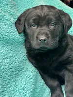 Beauty, a female Newfoundland and Rottweiler for sale in Winslow, ME – Photo 1 of 10
