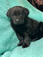 Beauty, a female Newfoundland and Rottweiler for sale in Winslow, ME – Photo 2 of 10