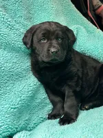 Beauty, a female Newfoundland and Rottweiler for sale in Winslow, ME – Photo 7 of 10