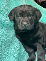 Beauty, a female Newfoundland and Rottweiler for sale in Winslow, ME – Photo 3 of 10