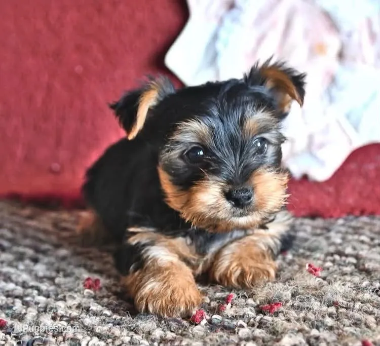 Manny – Yorkshire Terrier puppy for sale in South China, ME