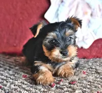 Manny, a male Yorkshire Terrier for sale in South China, ME – 1 of 1