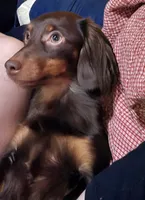 Brownie boy, a male Miniature Dachshund for sale in South China, ME – 9 of 10