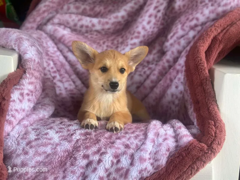 Lark – Pembroke Welsh Corgi puppy for sale in South China, ME