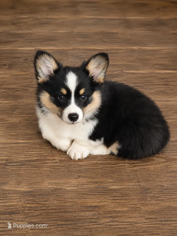 Ty – Pembroke Welsh Corgi puppy for sale in South China, ME