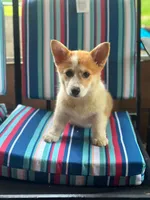 Molly, a female Pembroke Welsh Corgi for sale in South China, ME – 1 of 3