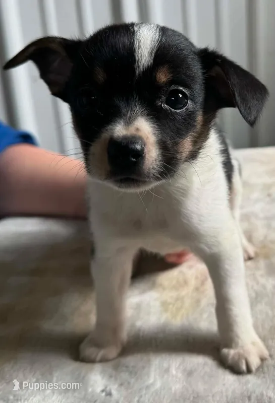 Tiny – Jack Russell Terrier, Chihuahua puppy for sale in Fairfield, ME