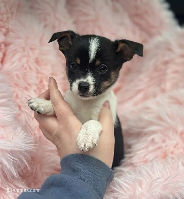 Tiny – Jack Russell Terrier, Chihuahua puppy for sale in Fairfield, ME
