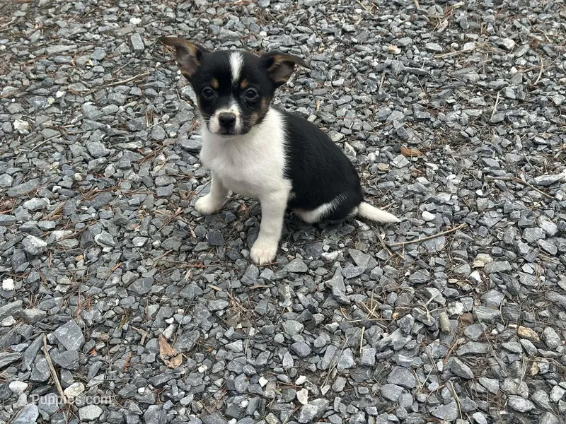 Tiny – Jack Russell Terrier, Chihuahua puppy for sale in Fairfield, ME