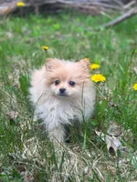 Teddy, a male Chihuahua and Pomeranian for sale in Fairfield, ME – 8 of 8
