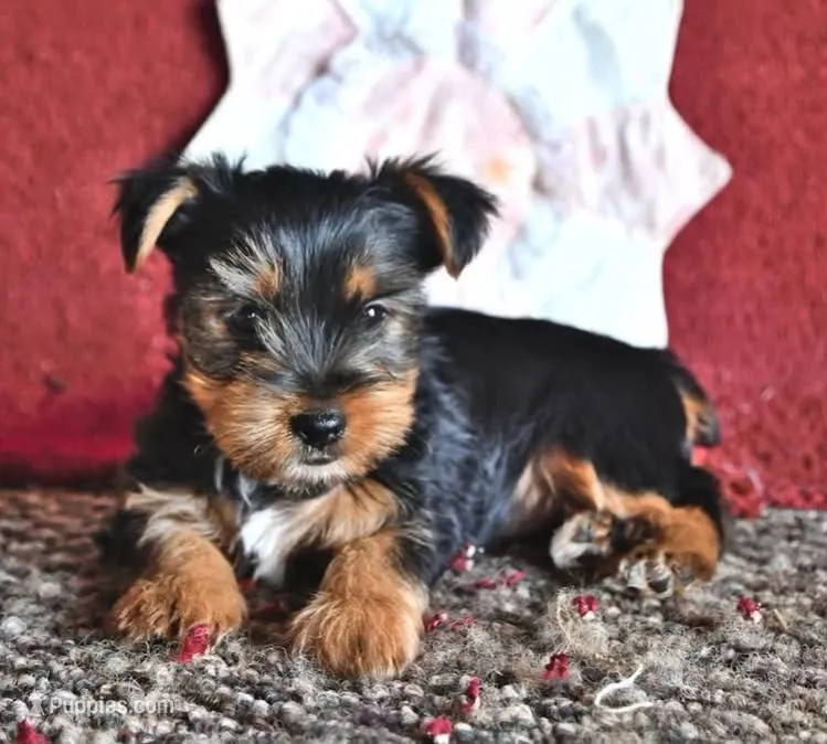 Sammy – Yorkshire Terrier puppy for sale in South China, ME