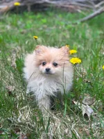 Teddy, a male Chihuahua and Pomeranian for sale in Fairfield, ME – 3 of 8