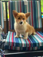 Maggie, a female Pembroke Welsh Corgi for sale in South China, ME – 3 of 3