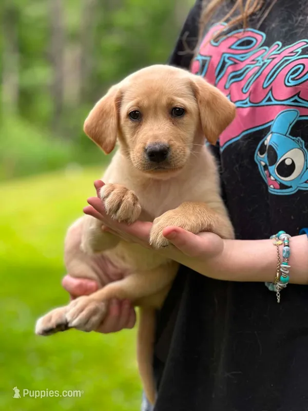 Sunny – Labrador Retriever puppy for sale in South China, ME