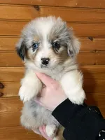 Puppy 3, a male Pembroke Welsh Corgi and Miniature Australian Shepherd for sale in Winslow, ME – Photo 3 of 3
