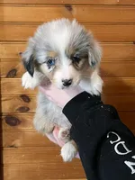 Puppy 3, a male Pembroke Welsh Corgi and Miniature Australian Shepherd for sale in Winslow, ME – Photo 2 of 3