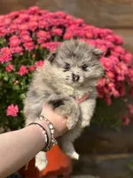 Maisy, a female Pomeranian for sale in South China, ME – 2 of 3