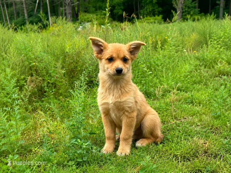 Charlie – Pembroke Welsh Corgi, Pomeranian puppy for sale in South China, ME