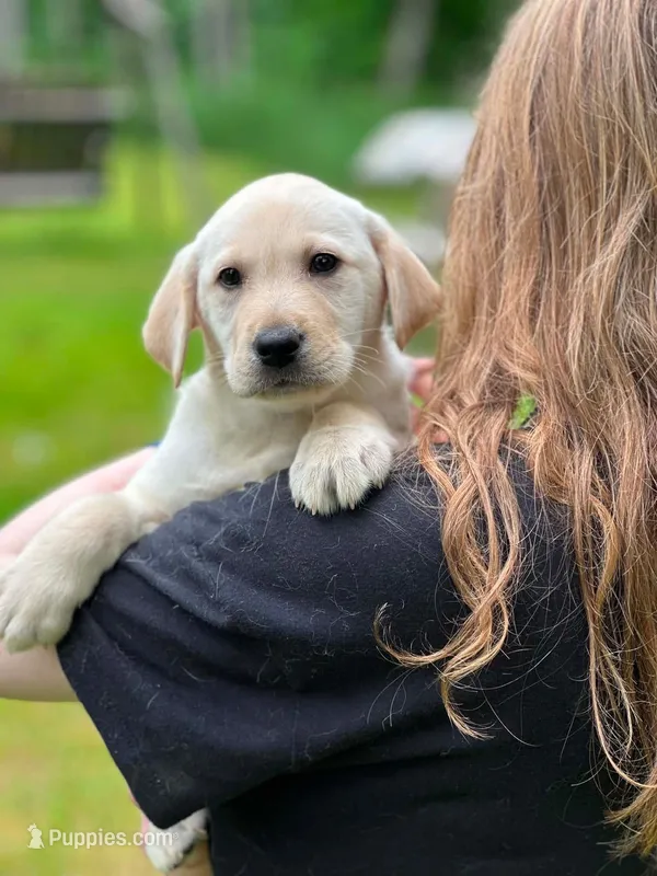 Jewel – Labrador Retriever puppy for sale in South China, ME