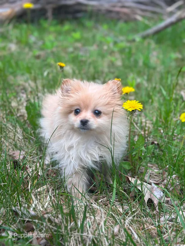 Teddy – Chihuahua, Pomeranian puppy for sale in Fairfield, ME