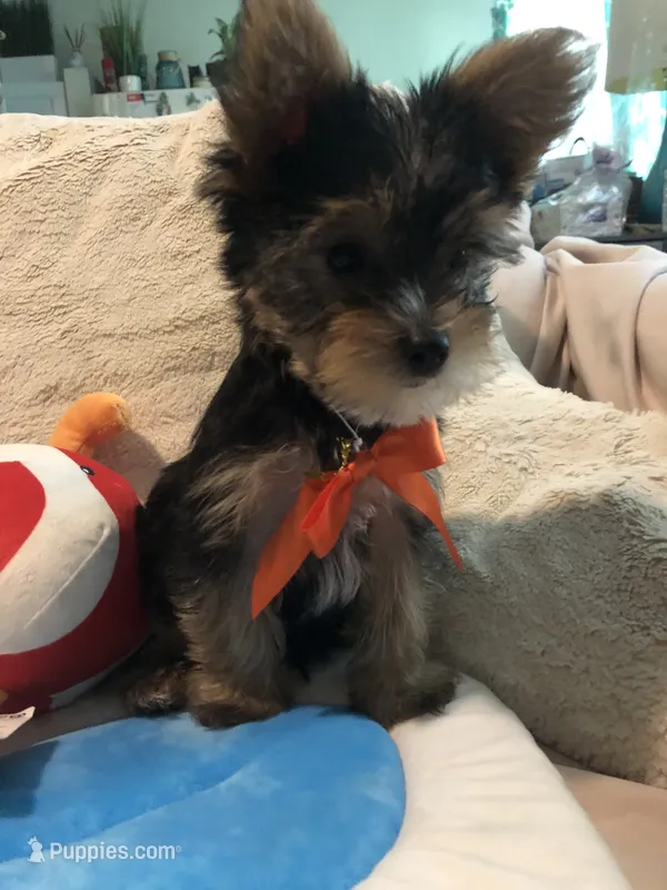 u name him, a male Yorkshire Terrier for sale in Indian Harbour Beach, FL – 1 of 4