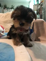 u name him, a male Yorkshire Terrier for sale in Indian Harbour Beach, FL – 4 of 4