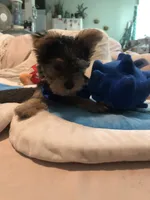 u name him, a male Yorkshire Terrier for sale in Indian Harbour Beach, FL – 2 of 4