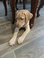 Bitcoin, a male Labrador Retriever for sale in Irving, TX – Photo 2 of 2